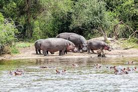 2 Day Lake Mburo Safari